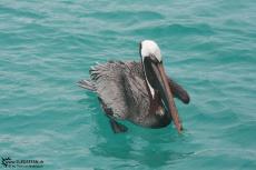 Pelican - Galapagos 2010 -IMG 7191